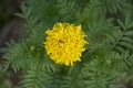 Beautiful yellow Marigold/Calendula flowers.