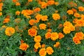 Beautiful yellow marigold flower background at flowers market