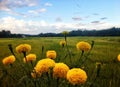 Beautiful yellow marigold flower bloom in rice field under blue sky. Royalty Free Stock Photo