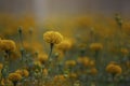 Beautiful yellow marigold flower in garden Royalty Free Stock Photo