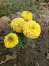Beautiful Yellow Marigold flowers blooming in the garden Royalty Free Stock Photo
