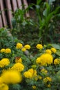 Beautiful yellow marigold flowers with green leaves are blooming in the garden. Royalty Free Stock Photo