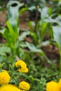 Beautiful yellow marigold flowers with green leaves are blooming in the garden. Royalty Free Stock Photo