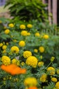 Beautiful yellow marigold flowers with green leaves are blooming in the garden. Royalty Free Stock Photo