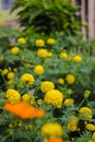 Beautiful yellow marigold flowers with green leaves are blooming in the garden. Royalty Free Stock Photo
