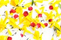 Beautiful yellow marigold flowers with red rose Royalty Free Stock Photo