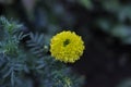 Beautiful yellow marigold flowers (Tagetes erecta, Mexican marigold) Royalty Free Stock Photo