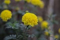 Beautiful yellow marigold flowers (Tagetes erecta, Mexican marigold) Royalty Free Stock Photo