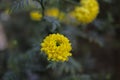 Close-up view of a Beautiful yellow marigold flowers (Tagetes erecta, Mexican marigold) Royalty Free Stock Photo