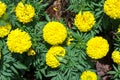 Beautiful yellow marigold in the garden