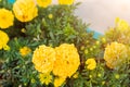 Beautiful yellow marigolds bloom on the street in the fall.