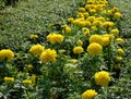 Beautiful yellow marigolds grow on a flower bed during the day Royalty Free Stock Photo