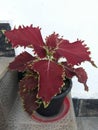 A beautiful yellow maron flower grows in the pot