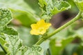Beautiful yellow melon flower on the green tree Royalty Free Stock Photo
