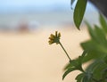 Beautiful yellow mexican sunflower field on the beach Royalty Free Stock Photo