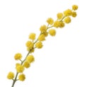 Beautiful yellow mimosa flowers isolated on white Royalty Free Stock Photo