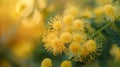 Beautiful Yellow mimosa flowers in spring garden. Yellow flowering mimosa tree. Close up Royalty Free Stock Photo