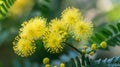 Beautiful Yellow mimosa flowers in spring garden. Yellow flowering mimosa tree. Close up Royalty Free Stock Photo