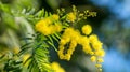 Beautiful Yellow mimosa flowers in spring garden. Yellow flowering mimosa tree. Close up Royalty Free Stock Photo