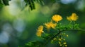 Beautiful Yellow mimosa flowers in spring garden. Yellow flowering mimosa tree. Close up Royalty Free Stock Photo