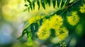 Beautiful Yellow mimosa flowers in spring garden. Yellow flowering mimosa tree. Close up Royalty Free Stock Photo