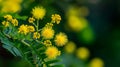 Beautiful Yellow mimosa flowers in spring garden. Yellow flowering mimosa tree. Close up Royalty Free Stock Photo