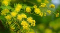 Beautiful Yellow mimosa flowers in spring garden. Yellow flowering mimosa tree. Close up Royalty Free Stock Photo
