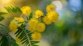 Beautiful Yellow mimosa flowers in spring garden. Yellow flowering mimosa tree. Close up Royalty Free Stock Photo