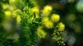 Beautiful Yellow mimosa flowers in spring garden. Yellow flowering mimosa tree. Close up Royalty Free Stock Photo