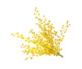 Beautiful yellow mimosa flowers on white background Royalty Free Stock Photo