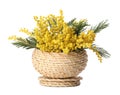 Beautiful yellow mimosa flowers in wicker box isolated on white Royalty Free Stock Photo