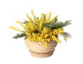 Beautiful yellow mimosa flowers in wicker box isolated on white Royalty Free Stock Photo