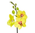 Beautiful yellow with motley orchid is isolated