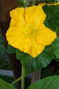 Beautiful yellow muscat pumpkin flower. pumpkins blossom, macro photography Royalty Free Stock Photo
