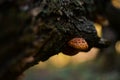 Beautiful yellow mushroom grown on a tree trunk. Pholiota squarrosa fungus with restricted edibility Royalty Free Stock Photo