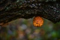 Beautiful yellow mushroom grown on a tree trunk. Pholiota squarrosa fungus with restricted edibility Royalty Free Stock Photo