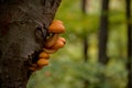 Beautiful yellow mushroom grown on a tree trunk. Pholiota squarrosa fungus with restricted edibility Royalty Free Stock Photo