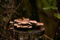 Beautiful yellow mushroom grown on a tree trunk. Pholiota squarrosa fungus with restricted edibility Royalty Free Stock Photo