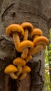 Beautiful yellow mushroom grown on a tree trunk. Pholiota squarrosa fungus with restricted edibility Royalty Free Stock Photo