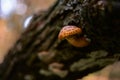 Beautiful yellow mushroom grown on a tree trunk. Pholiota squarrosa fungus with restricted edibility Royalty Free Stock Photo