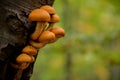 Beautiful yellow mushroom grown on a tree trunk. Pholiota squarrosa fungus with restricted edibility Royalty Free Stock Photo