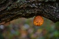 Beautiful yellow mushroom grown on a tree trunk. Pholiota squarrosa fungus with restricted edibility Royalty Free Stock Photo