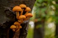 Beautiful yellow mushroom grown on a tree trunk. Pholiota squarrosa fungus with restricted edibility Royalty Free Stock Photo