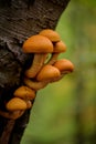 Beautiful yellow mushroom grown on a tree trunk. Pholiota squarrosa fungus with restricted edibility Royalty Free Stock Photo