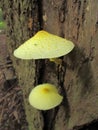 Beautiful yellow mushrooms Leucocoprinus birnbaumii