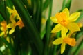 Beautiful yellow narcissi, closeup view. Space for text Royalty Free Stock Photo