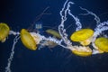 Beautiful yellow nettle pacific jellyfish in Aquarium Royalty Free Stock Photo