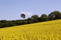 Beautiful yellow oil seed rape, Brassica napus flowers. Golden blossoming field and fluffy blue sky in sunny day. Rural Royalty Free Stock Photo