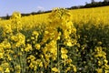 Beautiful yellow oil seed rape, Brassica napus flowers. Golden blossoming field and fluffy blue sky in sunny day. Rural Royalty Free Stock Photo