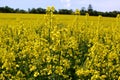 Beautiful yellow oil seed rape, Brassica napus flowers. Golden blossoming field and fluffy blue sky in sunny day. Rural Royalty Free Stock Photo